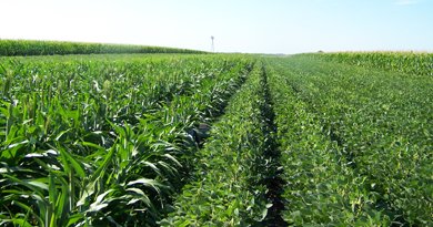 The Gravity Of Agricultural Debt - The Case Of Punjab's Debt Crisis